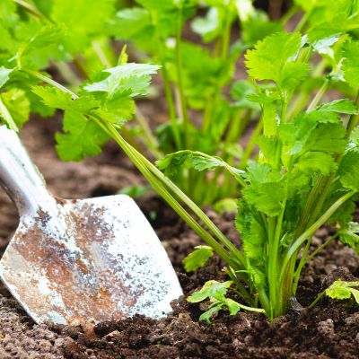 Création de potagers