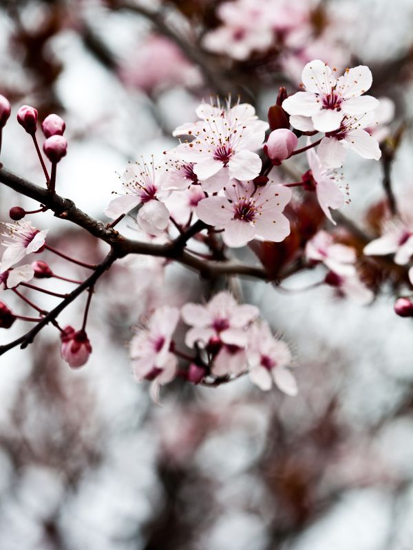 Comment tailler un cerisier _ conseils et savoir-faire de Atelier Jardin Paysagiste