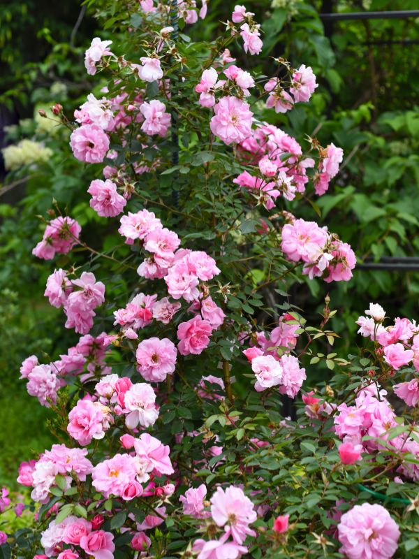 Comment tailler un rosier _ conseils et savoir-faire de Atelier Jardin Paysagiste