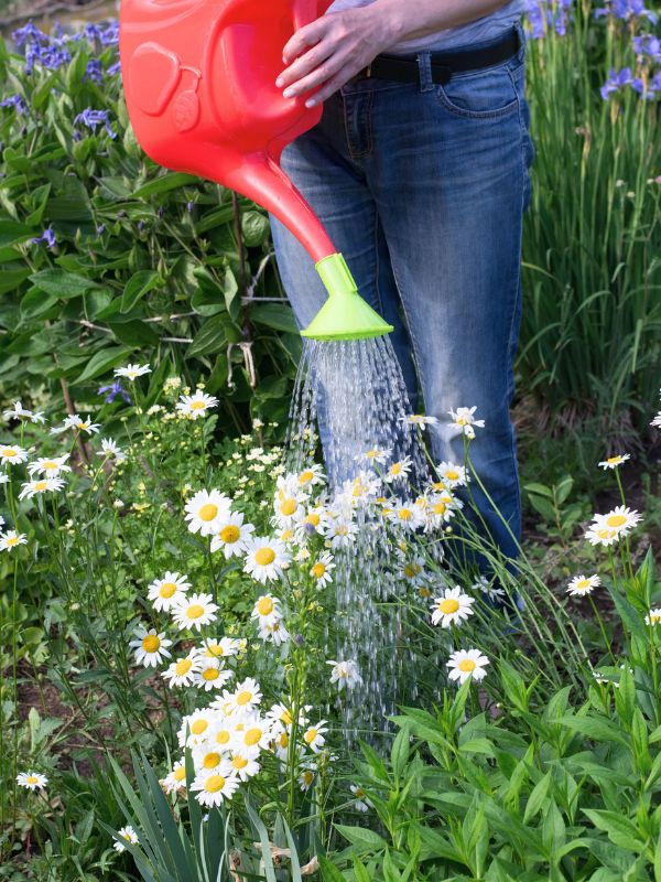 Arrosage en période de chaleur conseils pratiques et savoir-faire de Atelier Jardin Paysagiste